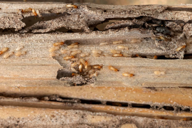 Best Pest Removal Services  in St Vincent College, PA